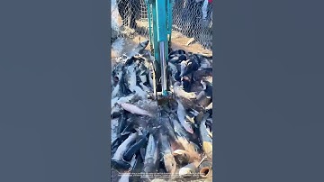 Winter Ice - Fishing : Using A Modified Excavator for Loading Fish
