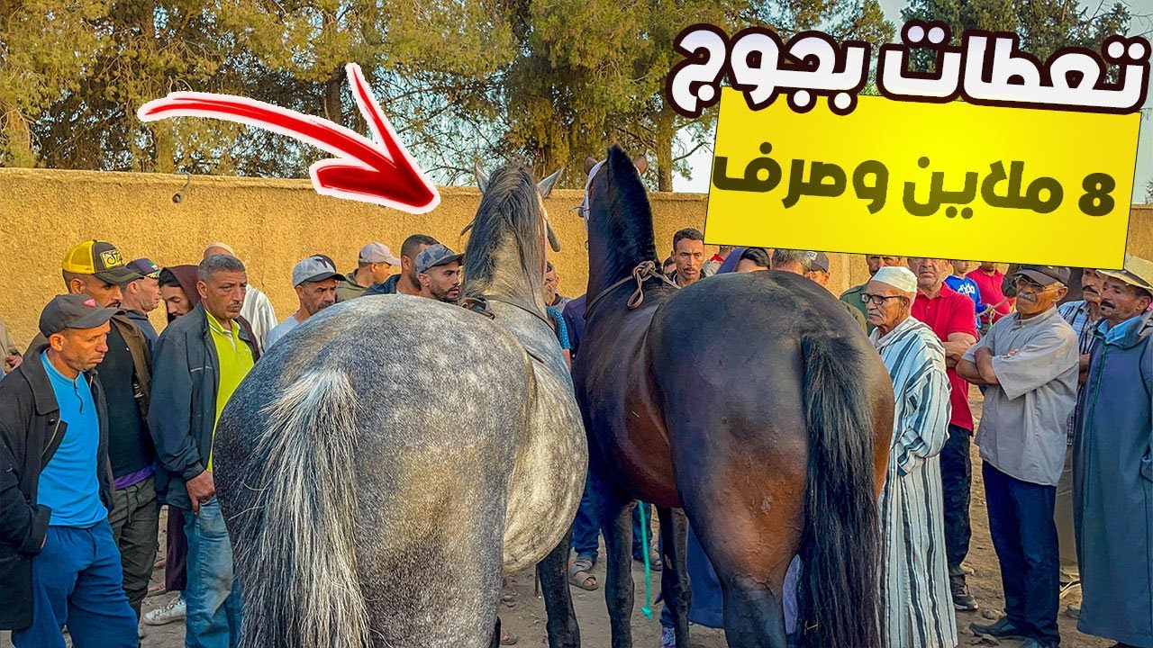 سوق الثلاثاء الخميسات اليوم كاين المتعة و الحماس جوج خيوول تعطات فيهوم 8 ملايين ونصف