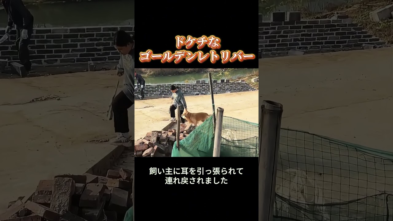 ネット史上最強のドケチ犬。「手ぶらでは絶対に帰らない」を完璧に体現！