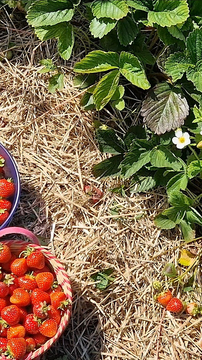 fresh Strawberries #Norway