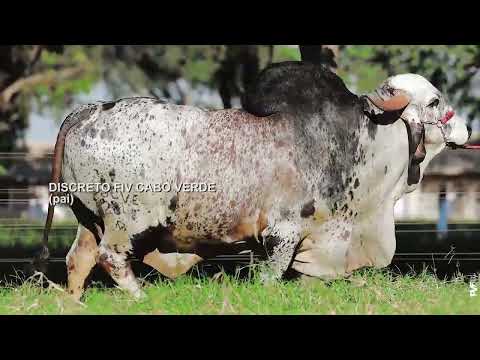 LOTE 08 - JCVL 6466 – TACIANE FIV CABO VERDE