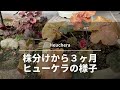 【ヒューケラ】株分け３ヶ月後
