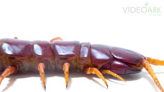 A Hispaniola Red Giant Centipede Scolopendra Sp At Museum Of Nature South Tyrol.