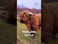 Scottish Highland Cattle | Scottish Highland Cow ] Scottish Highlands Scotland