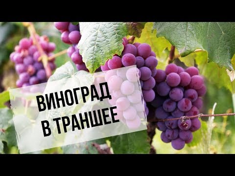 Виноград в траншее | Преимущества для Сибири | Как сделать траншею