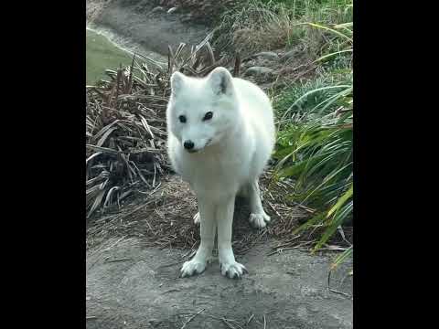 Βίντεο: Είναι αραιωτικό arctic fox έναντι conditioner;