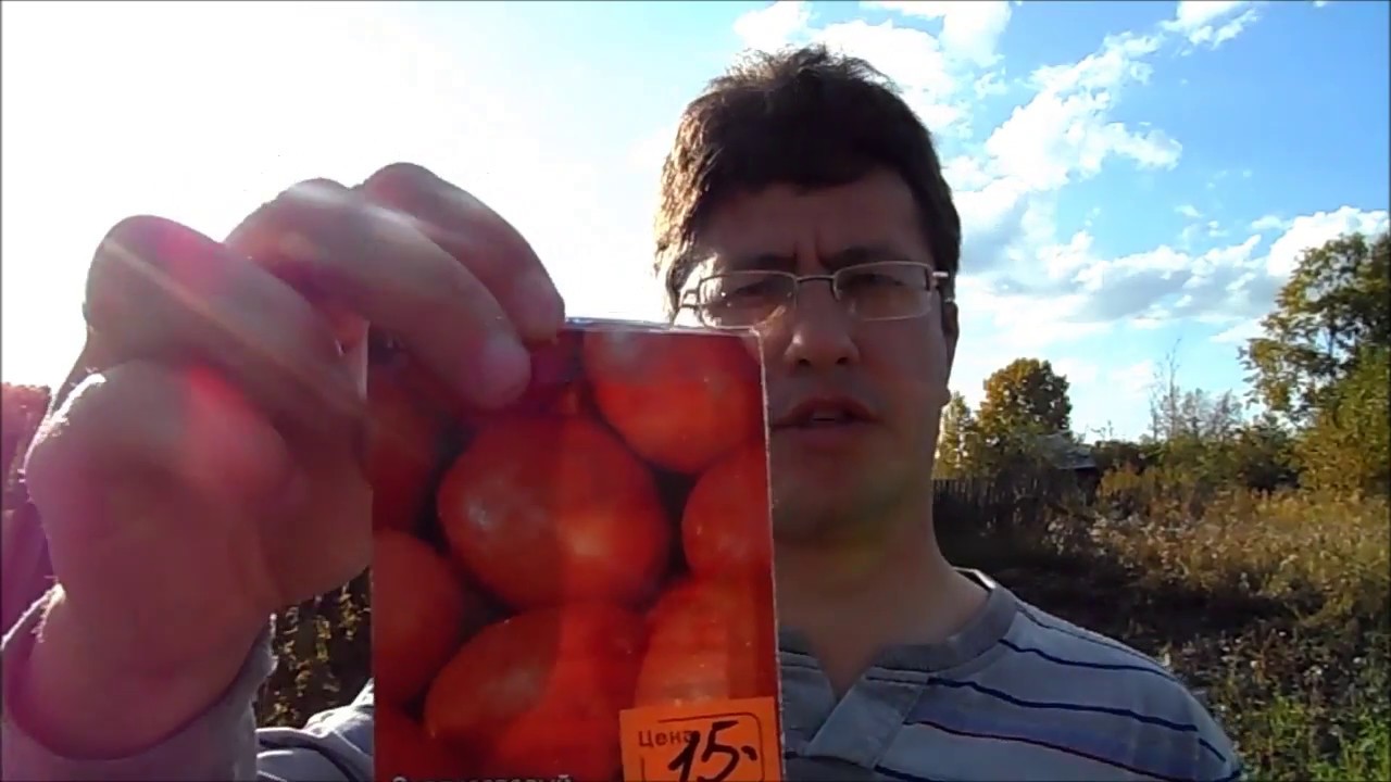 Покажи видео сорт. Семена картофеля Императрица. Картофель посадка семенами аусония. Урожай от суперэлиты фото.