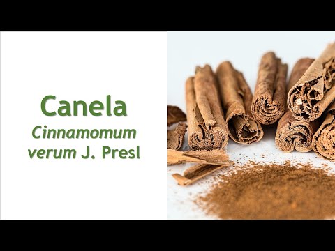Vídeo: Ceilão Cinnamon Growing - Informações sobre as plantas Cinnamomum Zeylanicum