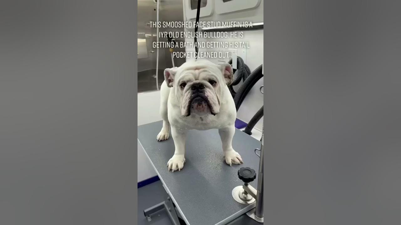 English Bulldog Tail Pocket Cleaning shorts YouTube
