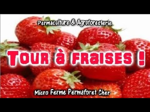 Vidéo: Plants de fraises : les règles pour les cultiver