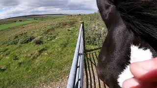 Saturday Horsetime 1262021