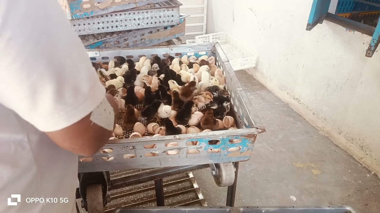 PGK poultry form dharmapuri 9715934457....7708605726.. nattin asil peruvidai