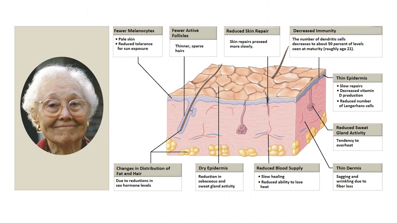 Lecture 8 Integumentary System II - YouTube