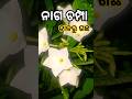 ନାଗ ଚମ୍ପା ଡାଳରୁ ଗଛ// How To Grow Naga Champa From Cutting #𒆜foryou @namitaskitchengarden9693