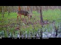 Trail Cam Video Cam 1, Public Land Swamp, South Louisiana 2020