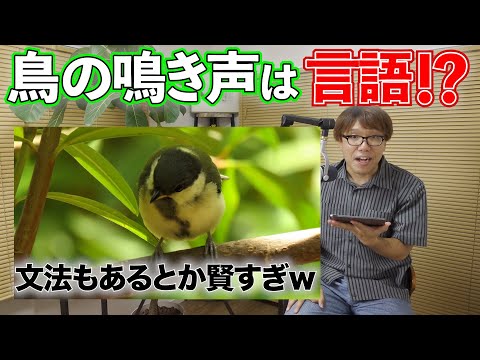 小鳥の鳴き声は文法まであるらしい