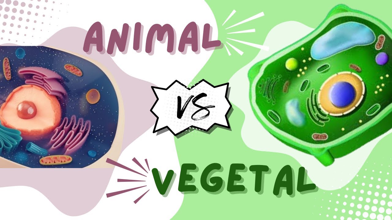 Célula Animal🐆 y Célula Vegetal🍃: Diferencias y Características⚡️