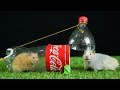 DIY mouse/rat trap from Coca Cola bottle