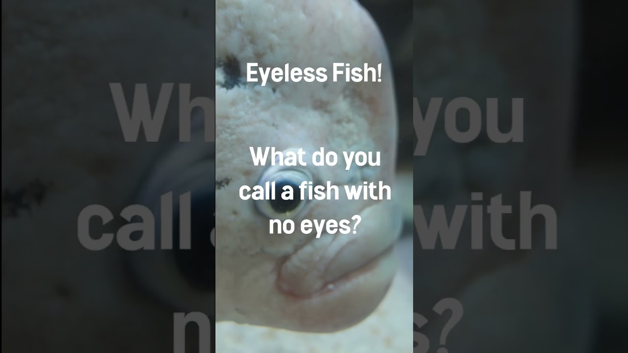 🤣 Have a laugh with this short, fishy joke! 