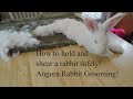 How to shear an angora rabbit how to use a high power blower how to hold a rabbit for shearing