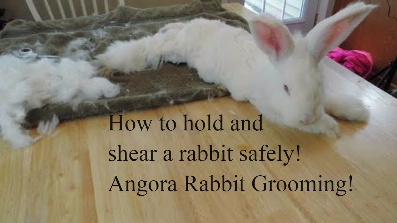 How to shear an angora rabbit. How to 