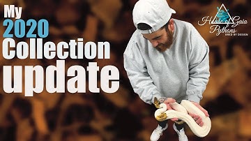 Ball python collection update 2020