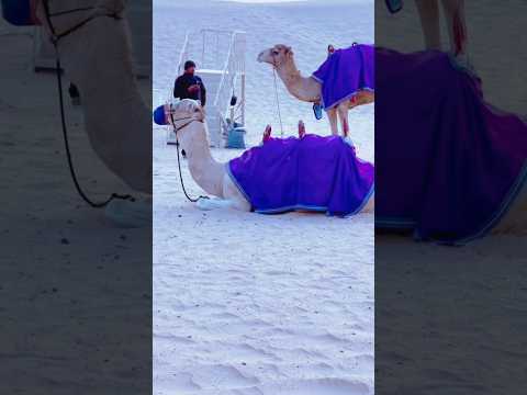 Desert #shortsfeed #desert #camel