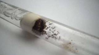 Pheidole pallidula - Ant Colony
