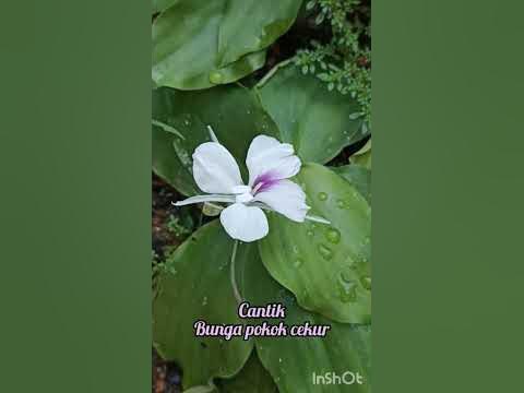 cantik bunga cekur - YouTube