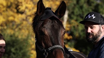 Equinosis Gait Analysis