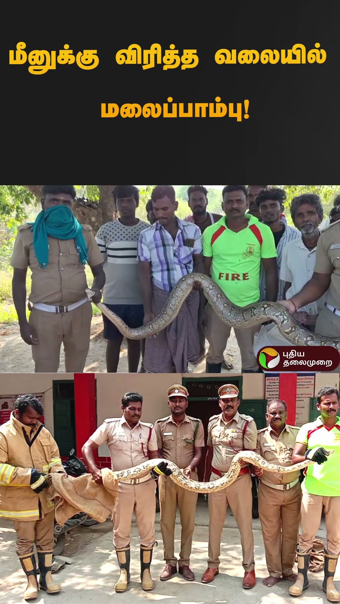 மீனுக்கு விரித்த வலையில் மலைப்பாம்பு! | ஶ்ரீவில்லிபுத்தூர் | #python | #shorts