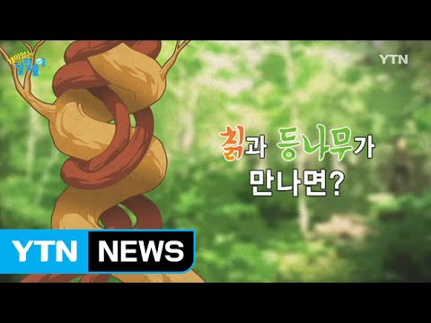 반대로 돌며 자라는 두 덩굴이 만나면? / YTN