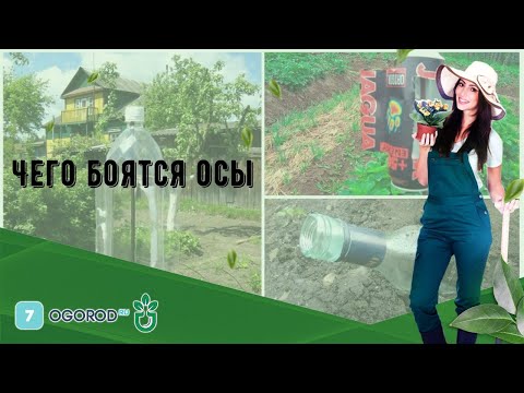 Чего боятся осы