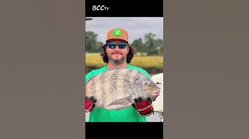 Kỳ lạ con cá có hàm răng giống con người. #bcctv