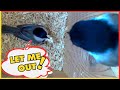 Inky Won&#39;t Let Her Mate Philbert Out | Adorable Chickadee Nest Behavior