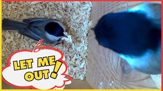 Inky Won't Let Her Mate Philbert Out | Adorable Chickadee Nest Behavior by Lesley the Bird Nerd 9,119 views 10 months ago 3 minutes, 50 seconds