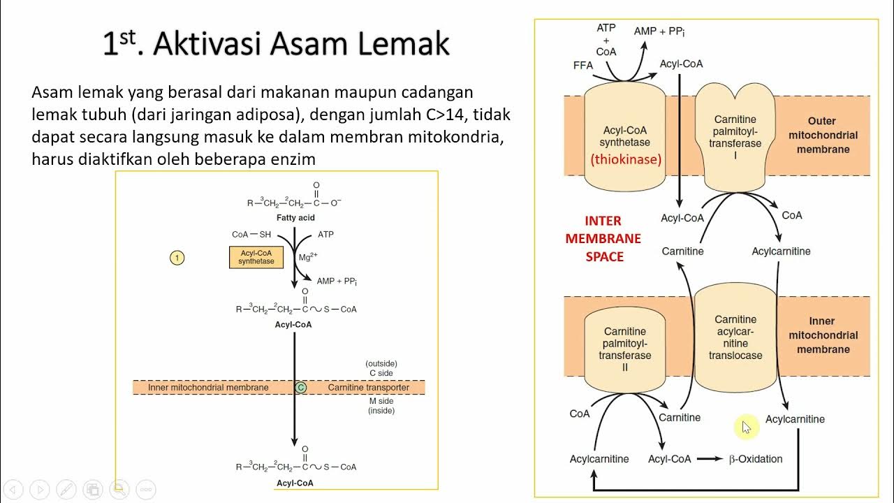 Oksidasi asam lemak, Ketogenesis, Biosintesis Triasilgliserol - YouTube
