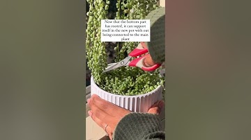Tips on how to easily propagate your String of Pearls🌱 #stringofpearls #plants #plantcare #planttips