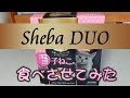 sheba duo (シーバ デュオ) 12ヶ月までの子ねこ用 食べさせてみた