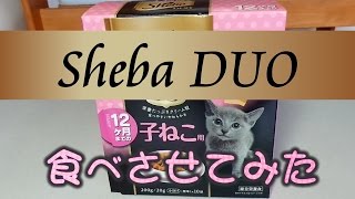 sheba duo (シーバ デュオ) 12ヶ月までの子ねこ用 食べさせてみた