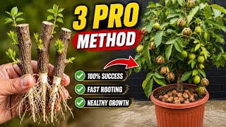 3 Pro method Start Walnut Trees from Cuttings | Simple Gardening Hack
