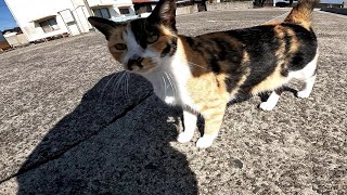 Are the two calico cats a parent and child? [Cat Island] [Sayagi Island]