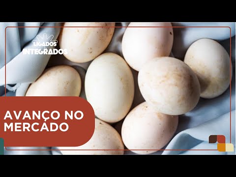 Nova classificação de ovos poderá ajudar os pequenos produtores | Ligados&Integrados - 07/03/2024