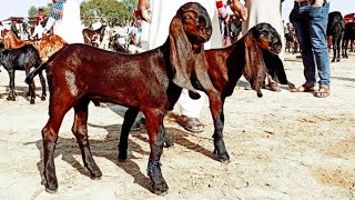 Sahiwal Bakra Mandi Ki update Top Ki broader bachay 03124058010 Altaf goat farm