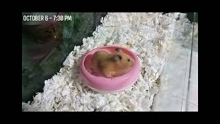 SECTION B, GROUP 2 (TOP PERFORMANCE TASK) SYRIAN HAMSTER TRAINING 