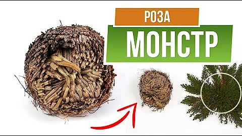 Как ухаживать за Иерихонской розой ✿ Селагинелла домашняя