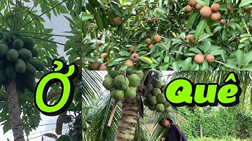 Chia sẻ khu vườn sâmbuchê trái nhiều ghê em xin mời cả nhà cùng uống nước dừa xiêm quê nhà ♥️👍