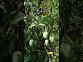 my mengo farming #viralshort #birds #viral #parrot #viralvideo #ytshorts #farming 🥭 #youtubevloggers