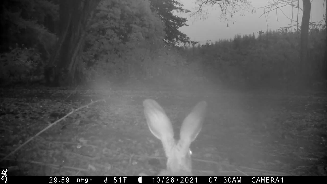 Jack rabbits and a bunny 2021 YouTube