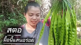 "สตอ"สดจากต้น-สู่อาหารจานเด็ด